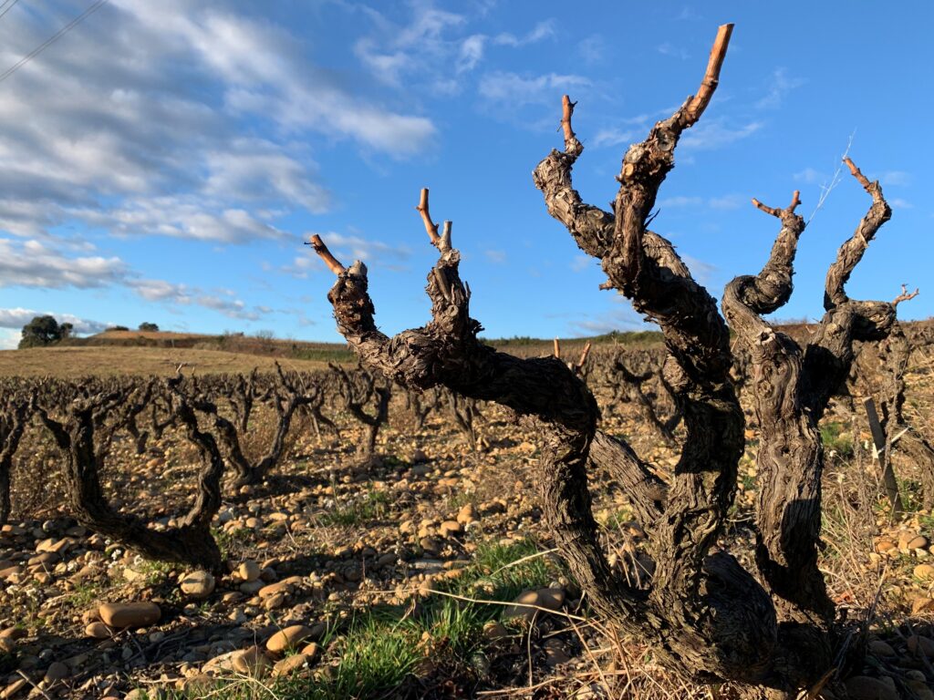 Les Vignerons d'Estézargues