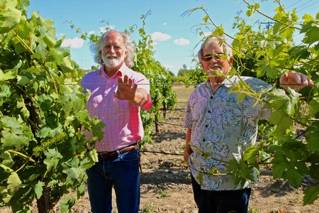 Gnarly Head Cellars