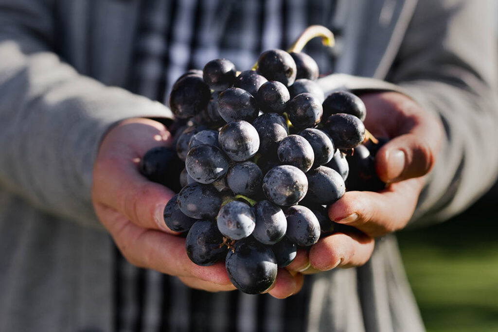 Bunch of Grapes