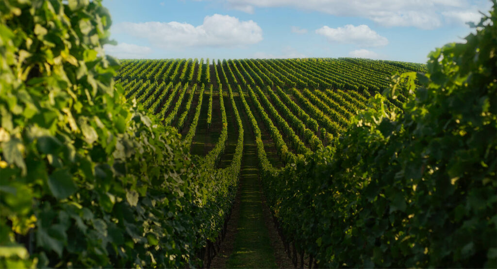 Weinkellerei Hechtsheim