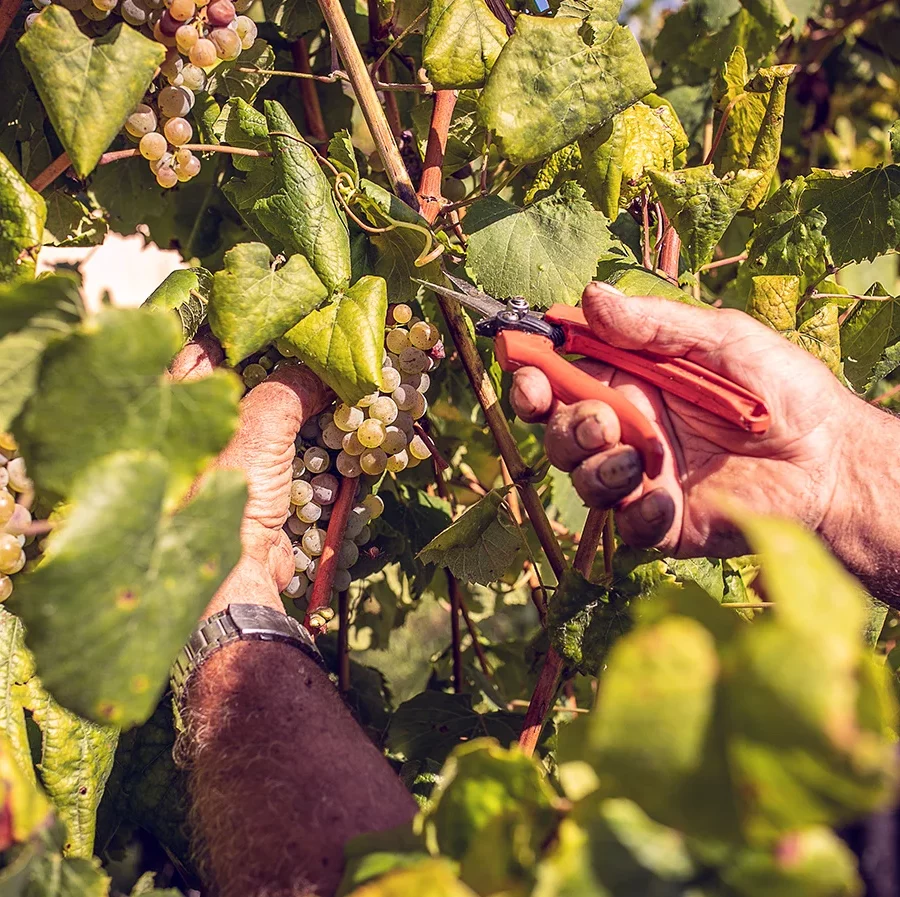 Smaker från Rias Baixas, förfinade i varje glas