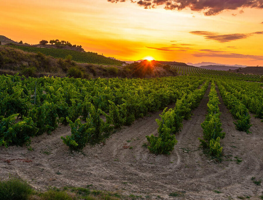 Spanien – Tempranillons kraft och vinernas mångfald